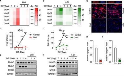 Itaconate and Its Derivatives Repress Early Myogenesis In Vitro and In Vivo